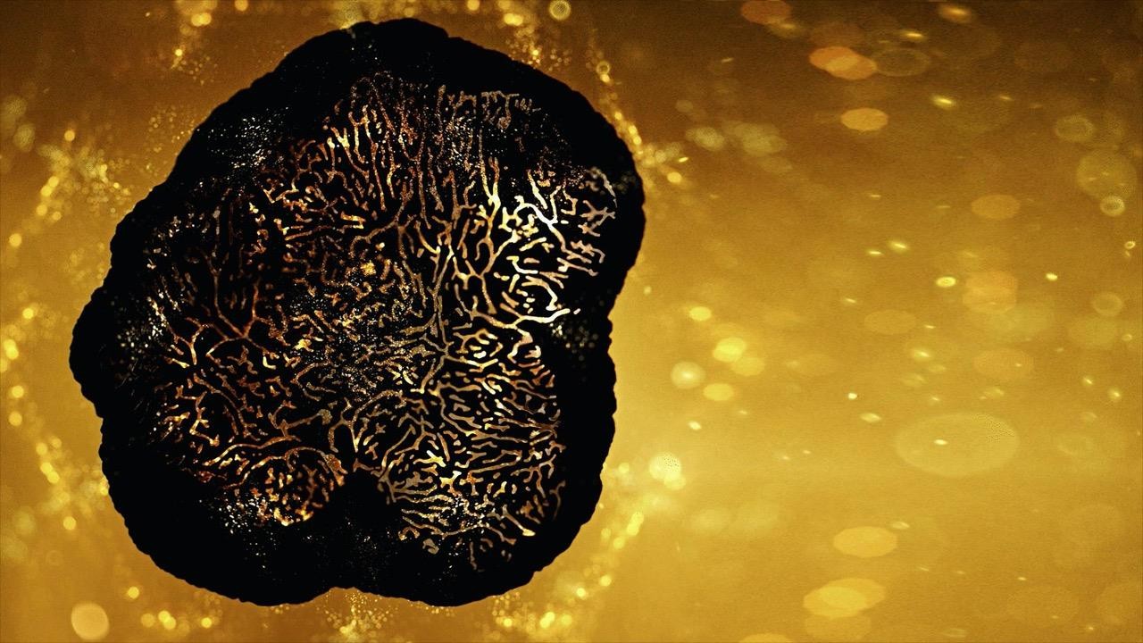 黑松露珍稀成分